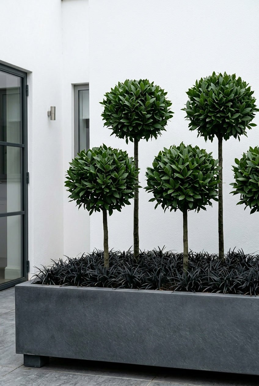 Showcase · Massed laurel lollipops in a grey trough underplanted with black mophead grass