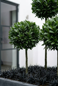 Foliage Close Up · Close view of two lollipop heads, glossy laurel leaves clipped to neat spheres