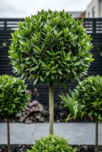 Foliage Close Up · Single bay laurel standard, its leafy head clipped to a tight sphere on a clear stem