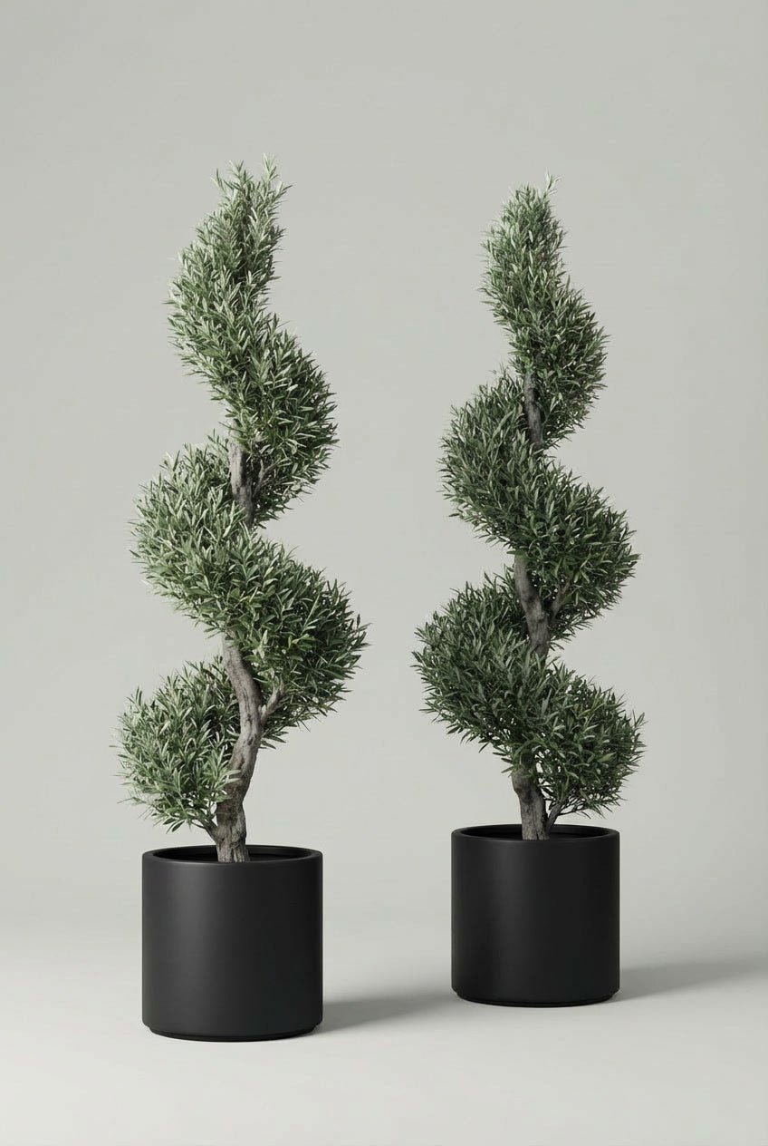 Pair of Mediterranean olive spiral topiary trees, approximately 200cm tall, featuring silvery-green evergreen foliage trained into sculptural spiral forms and presented in matte black pots against a clean, neutral studio background.