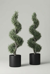 Studio · Neris and Odon together, olive foliage wound into loose spirals above two matte black pots.
