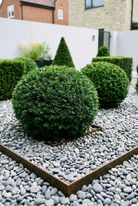 Foliage Close Up · Yew ball on a steel-edged pad of pebbles, cubes and a cone standing behind it