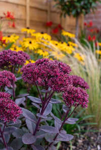 Foliage Close Up · Sedum 'Matrona' heads in dusky pink over purple foliage, rudbeckia glowing behind