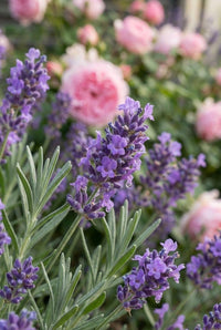Foliage Close Up · Lavender flower spikes in close-up with soft pink roses blooming behind