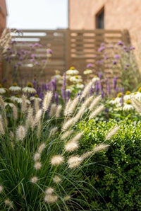 Foliage Close Up · Pennisetum Hameln in flower, bottlebrush plumes leaning over a clipped evergreen dome