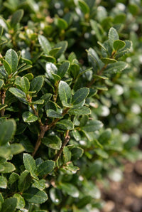 Foliage Close Up · Small glossy leaves of Ilex crenata on a clipped evergreen