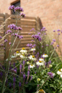 Foliage Close Up · Tall Verbena bonariensis stems topped with lilac flowerheads above white echinacea