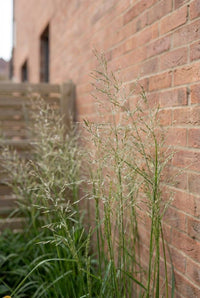 Foliage Close Up · Airy Molinia Transparent flower stems catching the light against a brick wall