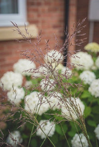Foliage Close Up · Airy purple-brown moor grass panicles catching the light against white hydrangeas