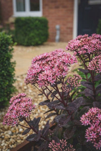 Foliage Close Up · Dusky pink sedum flower heads on purple stems beside a clipped cubes and gravel path
