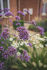 Foliage Close Up · Tall verbena bonariensis floating lilac flower heads above white daisies and grasses