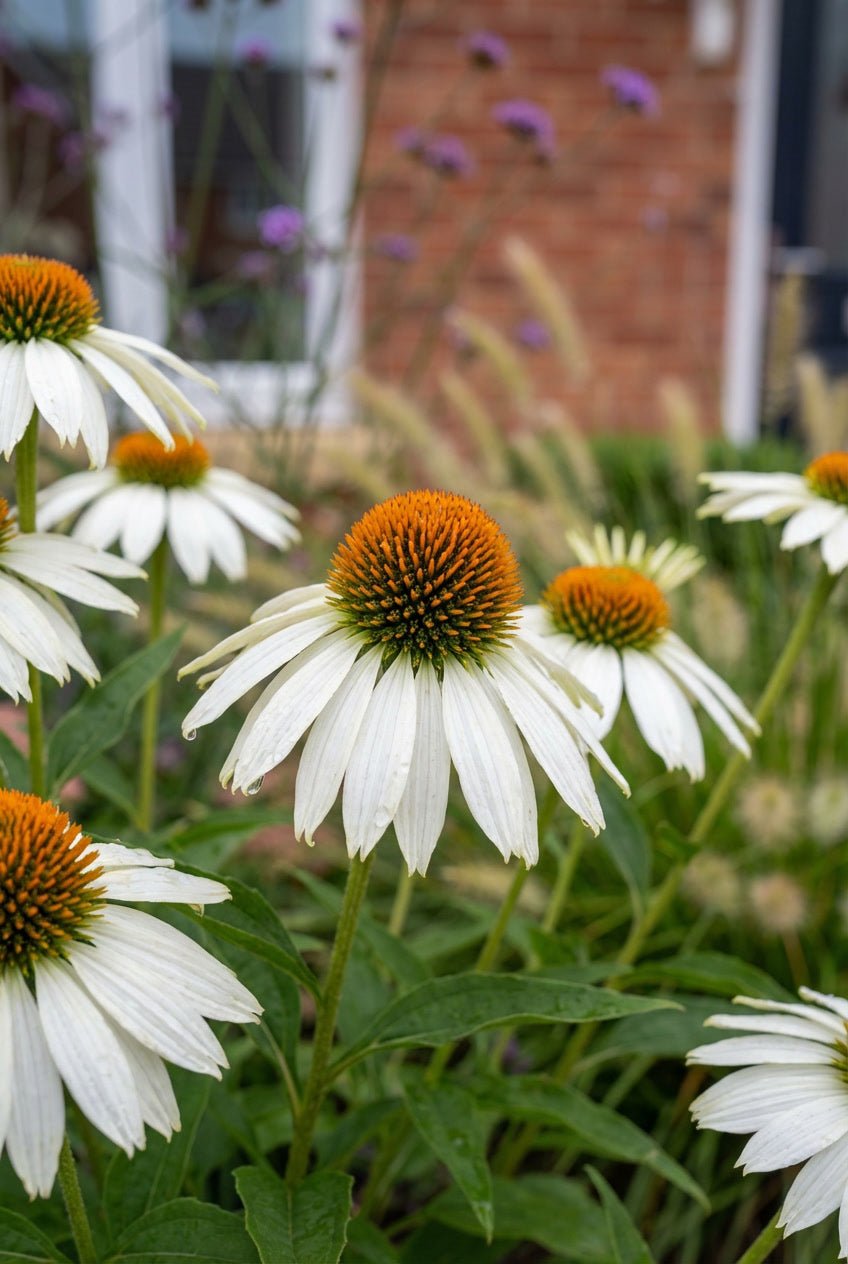 The Naturalistic Prairie — Entrance Transformation Bundle with Ilex Cube Topiary Pair