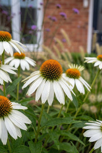 Foliage Close Up · White coneflowers with burnt-orange centres in front of the brick house wall