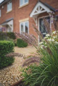 Foliage Close Up · Bottlebrush fountain grass plumes in the foreground with clipped cubes and porch behind