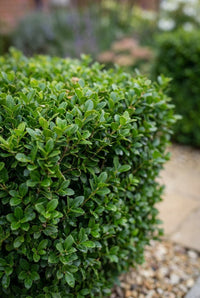 Foliage Close Up · Crisp clipped corner of an Ilex crenata cube beside a paved path