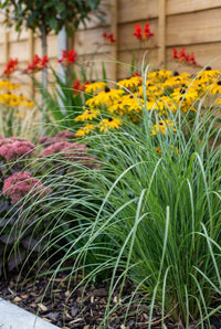 Foliage Close Up · Fine-leaved miscanthus arching over bark mulch between rudbeckia and sedum