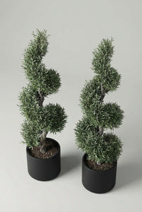 Studio · The olive pair viewed from above, silvery spirals tapering to fine tips over dark compost.
