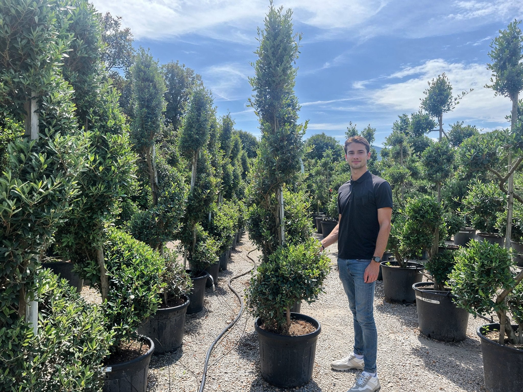 Rows of Olea europaea (olive) spiral topiary in a commercial nursery, showcasing Mediterranean evergreens with twisted spiral topiary pair forms and gnarled character, demonstrating architectural topiary trees for formal garden design and sculptural living art with distinctive trunk structure.