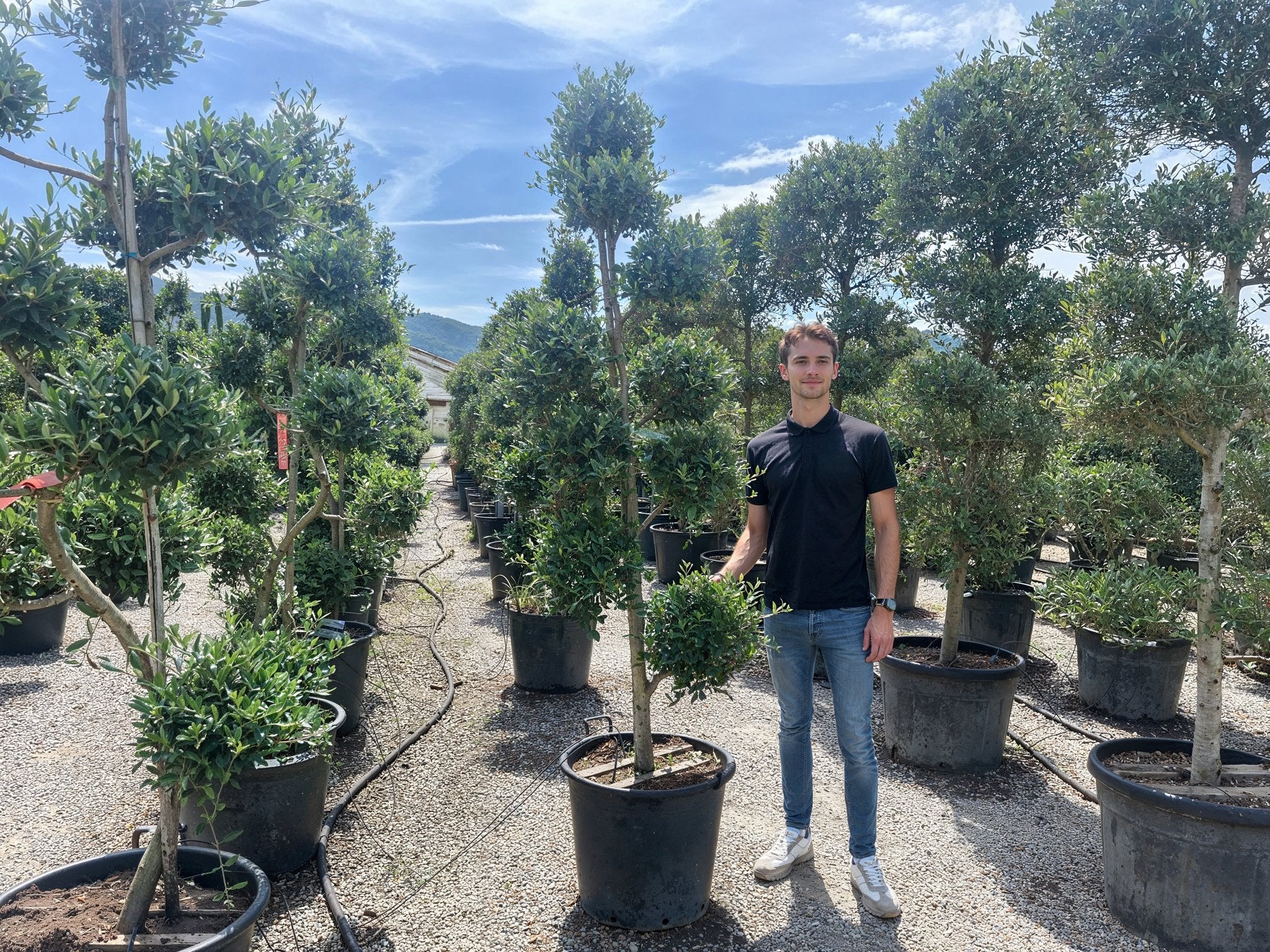A 200cm Olea europaea (olive) cloud topiary displayed in a nursery, showcasing Mediterranean evergreen with multi-tier pom-pom topiary styling and gnarled trunk character, demonstrating architectural topiary trees for formal garden design and sculptural living art.