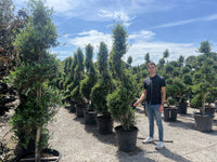Nursery · Spiral topiary in nursery pots on gravel, a team member beside one for scale.