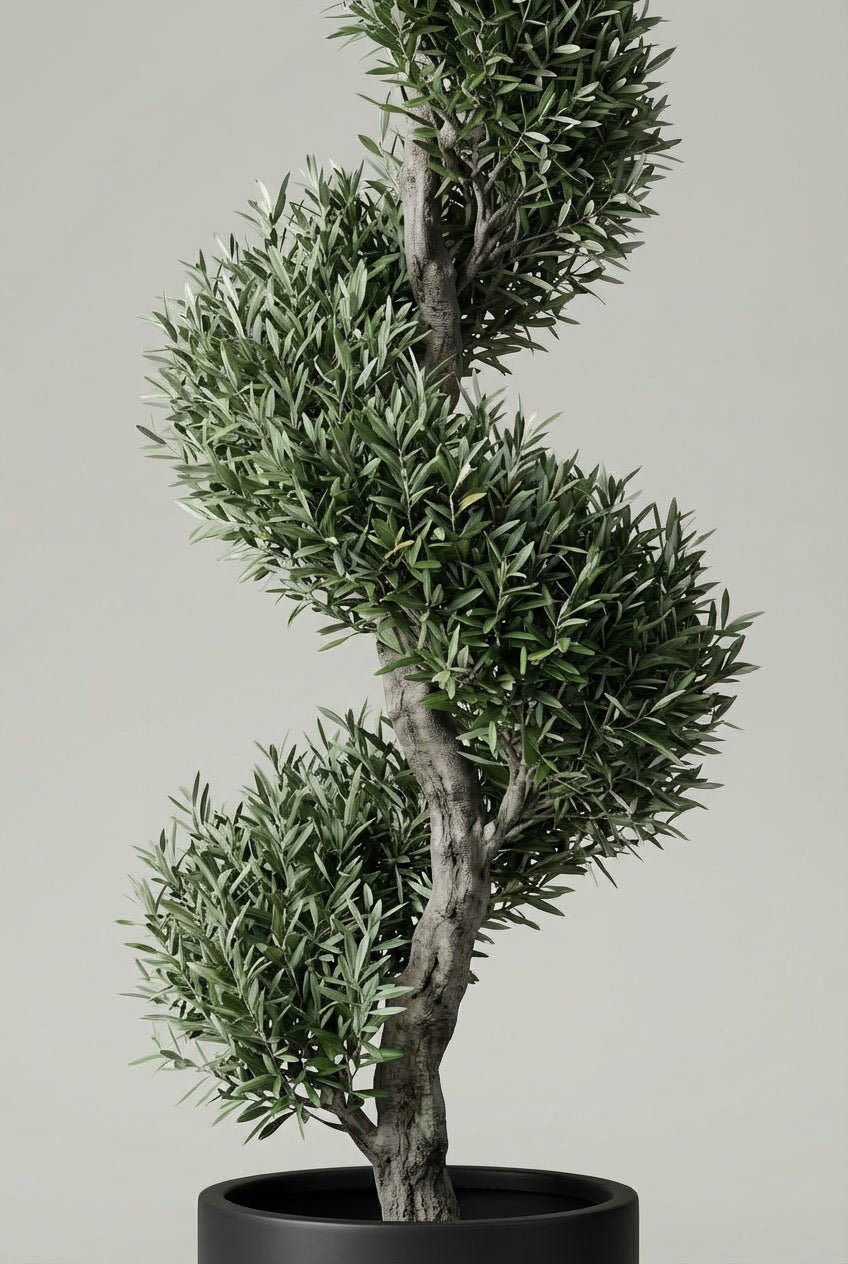 Evergreen spiral olive tree topiary with silvery-green foliage, sculpted into a flowing spiral form and planted in a matte black pot against a clean neutral studio background.