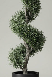 Studio · One olive spiral in detail, its twisted grey trunk showing between the clipped tiers of leaves.