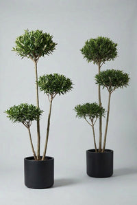 Studio · Haven and Mirelle in black pots, each multi-stem laurel clipped into three flat-topped cloud pads.