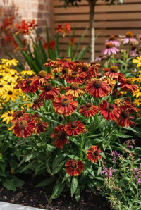 Foliage Close Up · Rust-red helenium daisies massed beside golden rudbeckia in the warm border