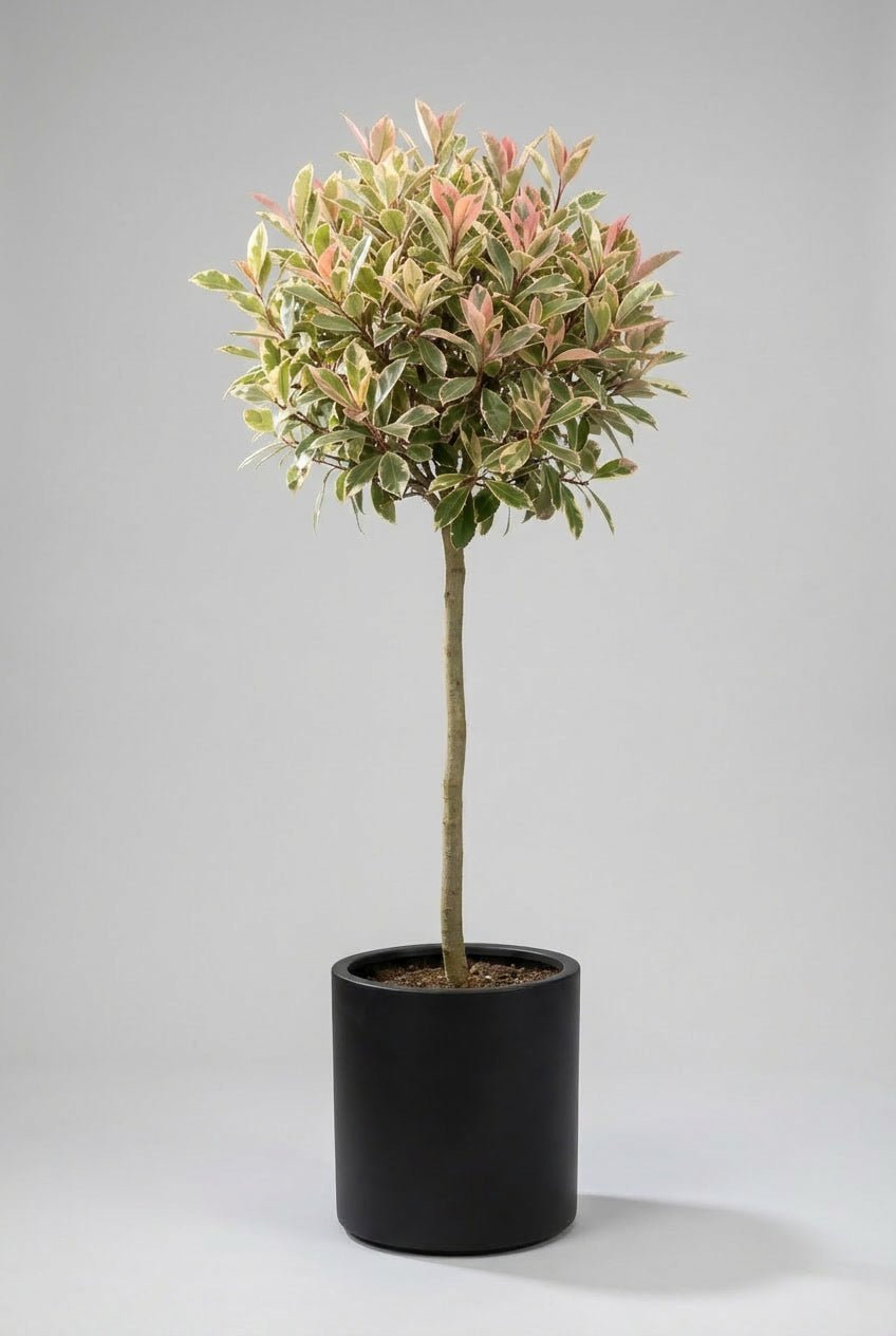 Photinia fraseri ‘Pink Marble’ evergreen lollipop topiary pair with variegated green, cream, and blush-pink foliage, hand-trained on slender stems and displayed in matte black pots against a soft light grey studio background.