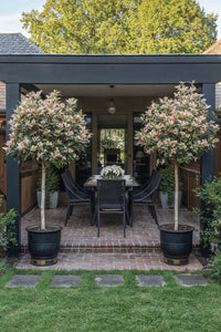 Showcase · Pale pink photinia lollipops in black tubs framing a covered terrace dining table on brick paving