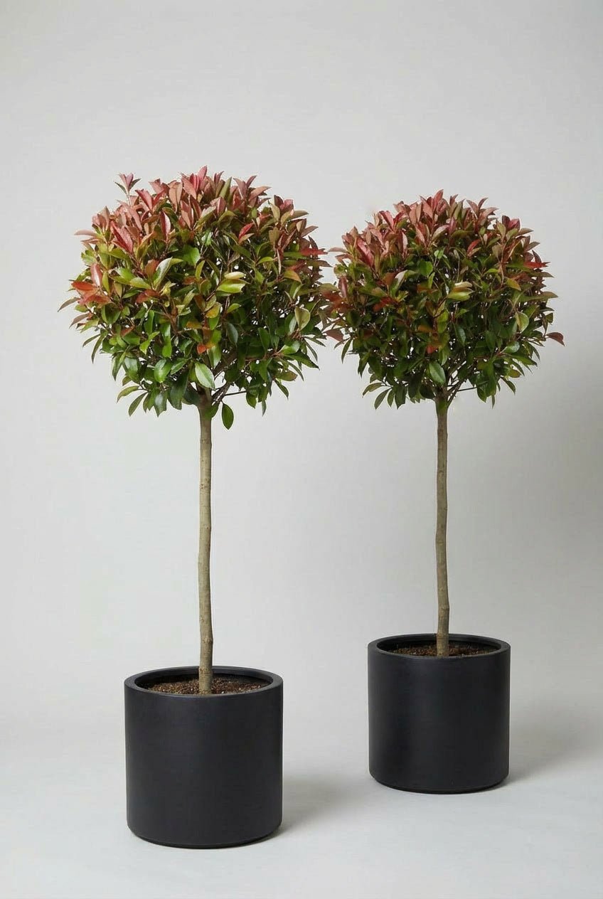 Studio photograph of a symmetrical pair of Photinia Red Robin lollipop topiary trees, each featuring a compact spherical canopy with red-tipped new growth and deep green evergreen foliage, set on slender clear stems in matte black cylindrical pots against a neutral grey background.