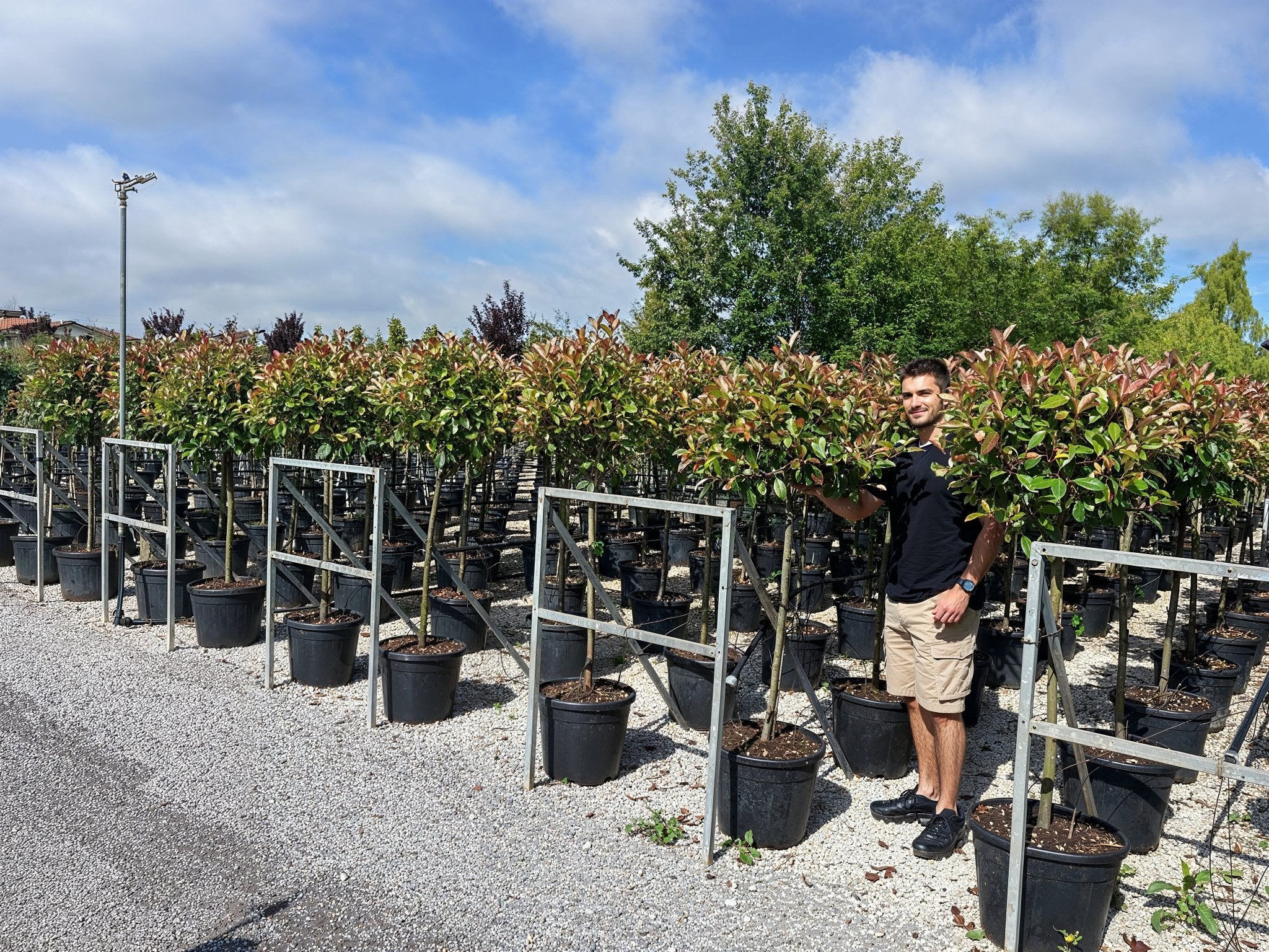 Extensive rows of Photinia × fraseri 'Red Robin' lollipop standards in a commercial nursery, showcasing evergreen topiary with red-tipped foliage on single stems, demonstrating photinia topiary alternatives for architectural garden design and doorway plants with seasonal colour interest.
