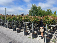 Nursery · A team member stands beside long nursery rows of Red Robin standards in black growing pots.