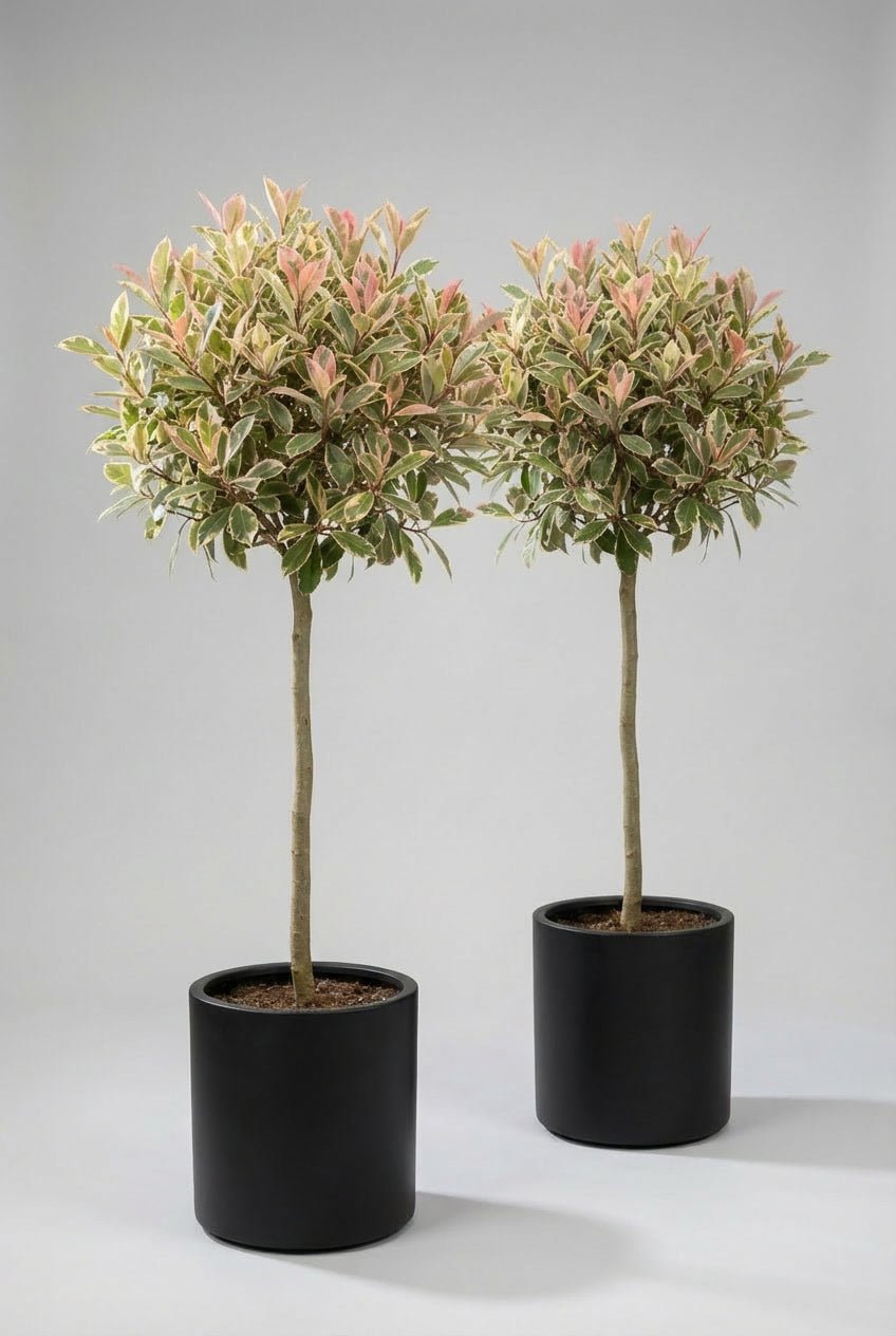 Pink Marble evergreen lollipop topiary tree pair with variegated green, cream, and soft pink foliage, trained on 100 cm clear stems and presented in matte black pots against a neutral light grey studio background.