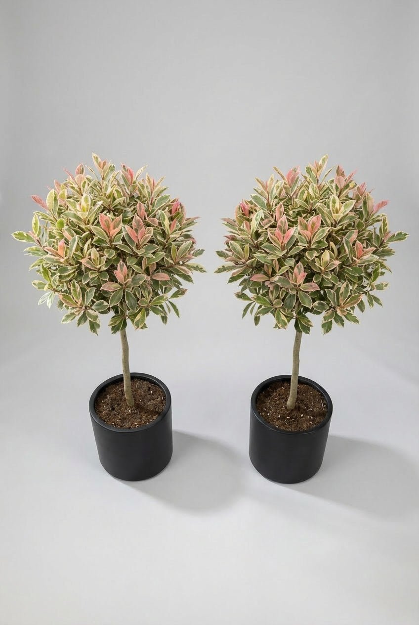 Pink Marble variegated evergreen lollipop topiary pair featuring green, cream, and soft pink foliage, presented in matte black pots against a clean light grey studio background.