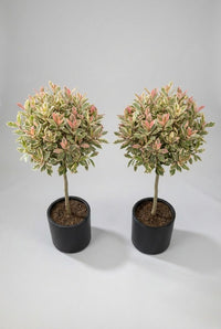 Studio · The lollipop pair viewed slightly from above, twin domed crowns level in their black pots