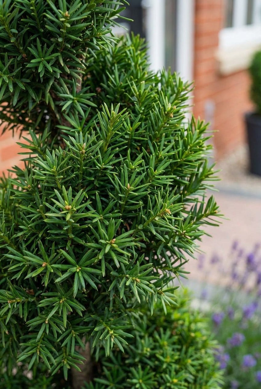 The Fragrant Entrance — Entrance Transformation with English Yew Spiral Topiary Pair