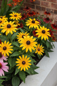 Foliage Close Up · Golden rudbeckia daisies with dark centres flowering along the white planter edge