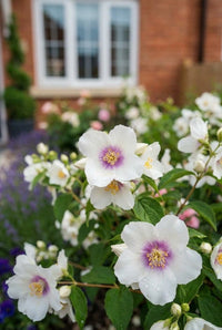 Foliage Close Up · White mock orange flowers with purple-stained centres, brick house and window behind
