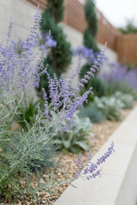 Foliage Close Up · Perovskia's lilac flower spires and silver foliage beside the gravel and the spirals