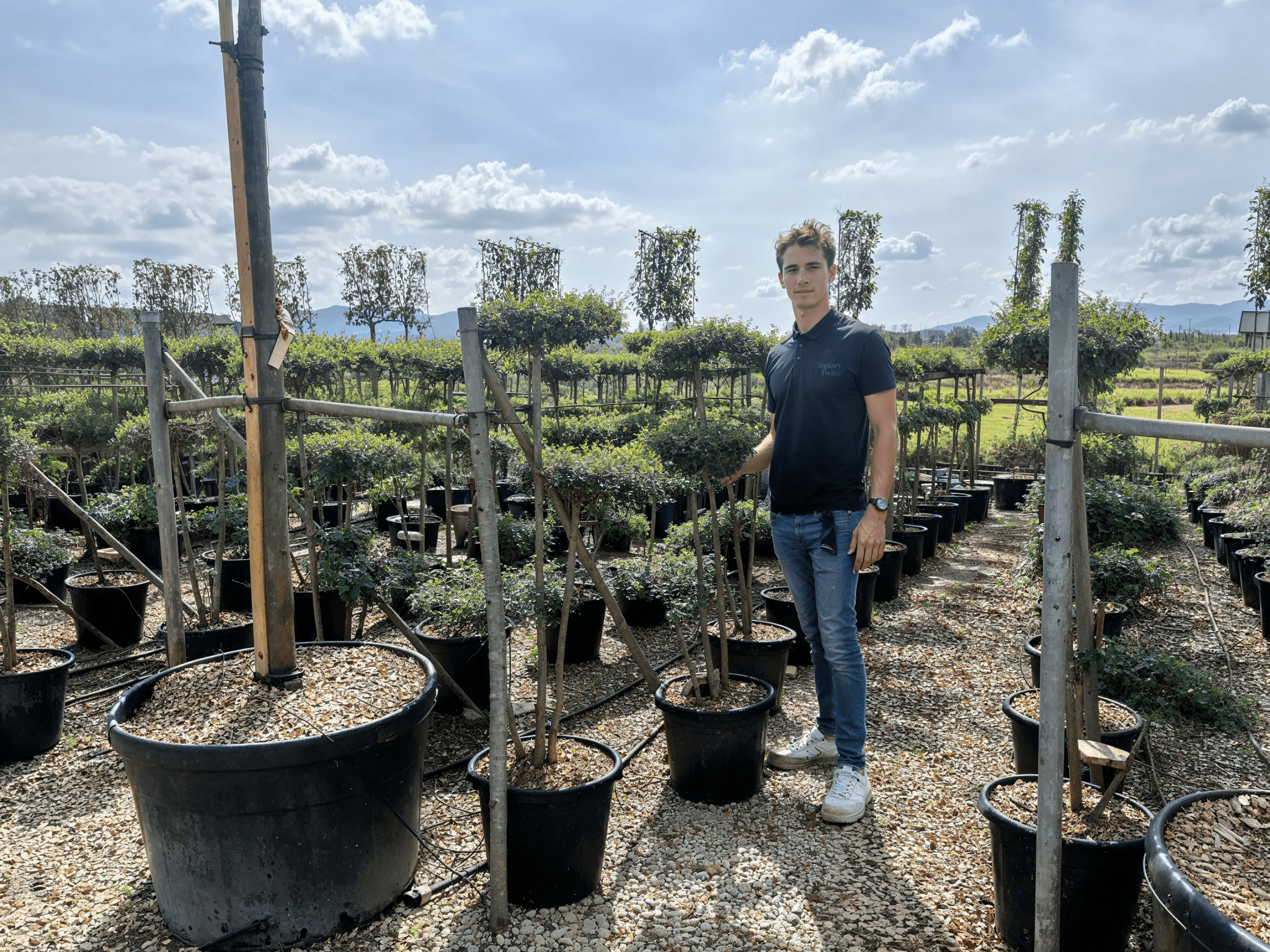 Pleached and topiary trees arranged in nursery field with person for height comparison.