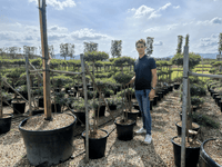 Nursery · A team member stands among nursery rows of cloud-pruned privet and pleached trees in tubs