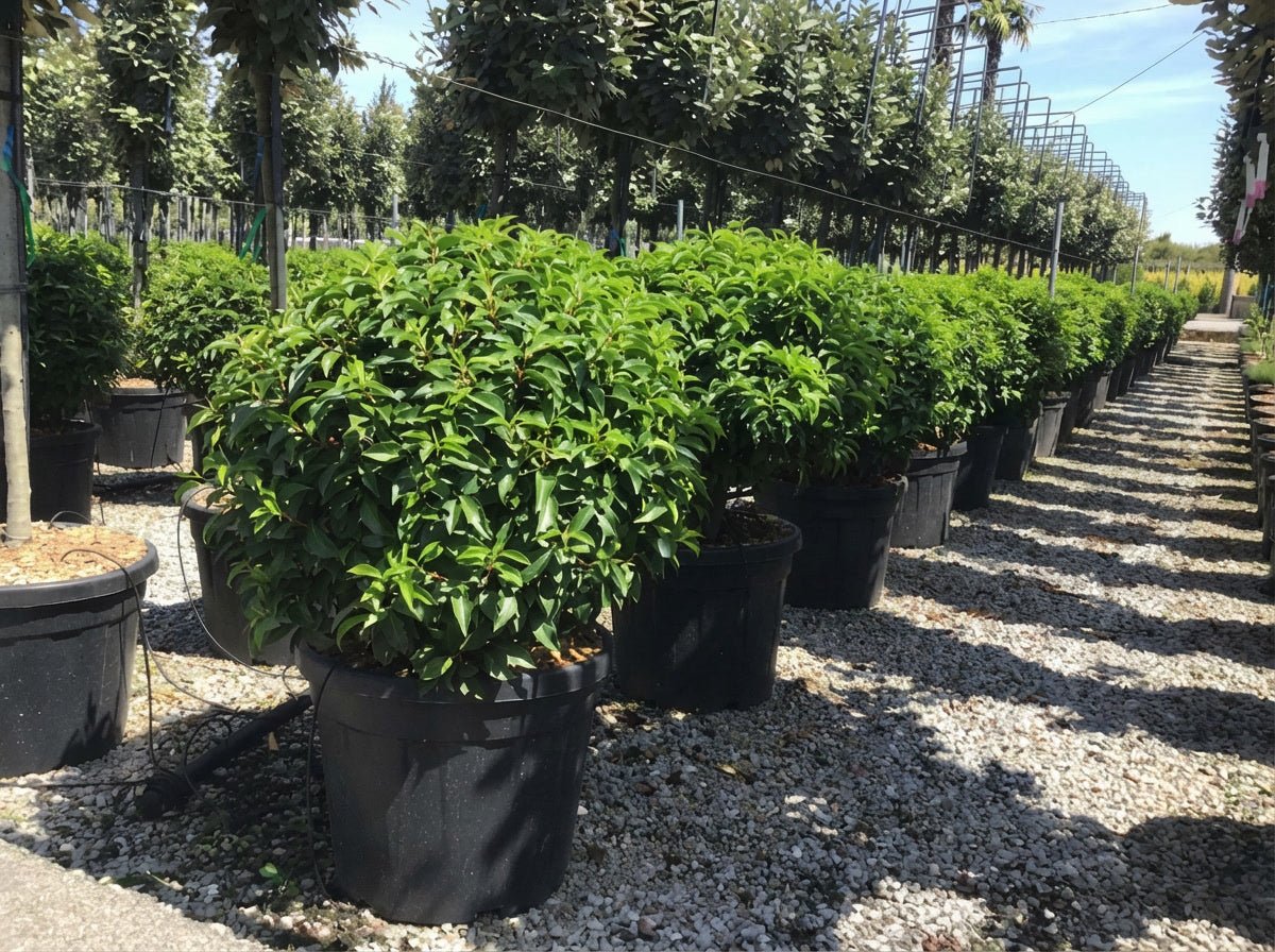 Rows of Prunus lusitanica (Portuguese laurel) ball topiary in a commercial nursery, showcasing dense evergreen spheres with glossy foliage, demonstrating Portuguese laurel hedge detail alternatives for architectural topiary plants and buy topiary trees for formal garden symmetry.