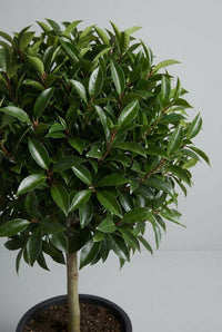 Studio · Close-up of glossy dark laurel leaves on red-tinged stems, clipped into a tight ball.