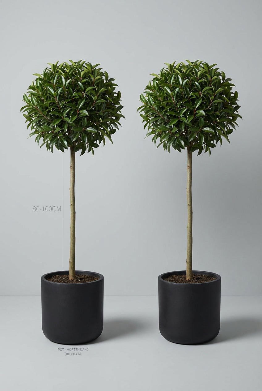 Portuguese Laurel (Prunus lusitanica) lollipop topiary tree pair with perfectly clipped spherical evergreen crowns on clean straight stems, planted in matte black pots and photographed against a soft grey studio background, ideal for symmetrical entrances, patios, and formal garden designs in the UK.