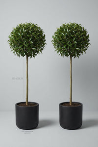 Studio · Rafe and Elowen shown to scale, 80-100cm stems marked against a 40cm matte black pot.