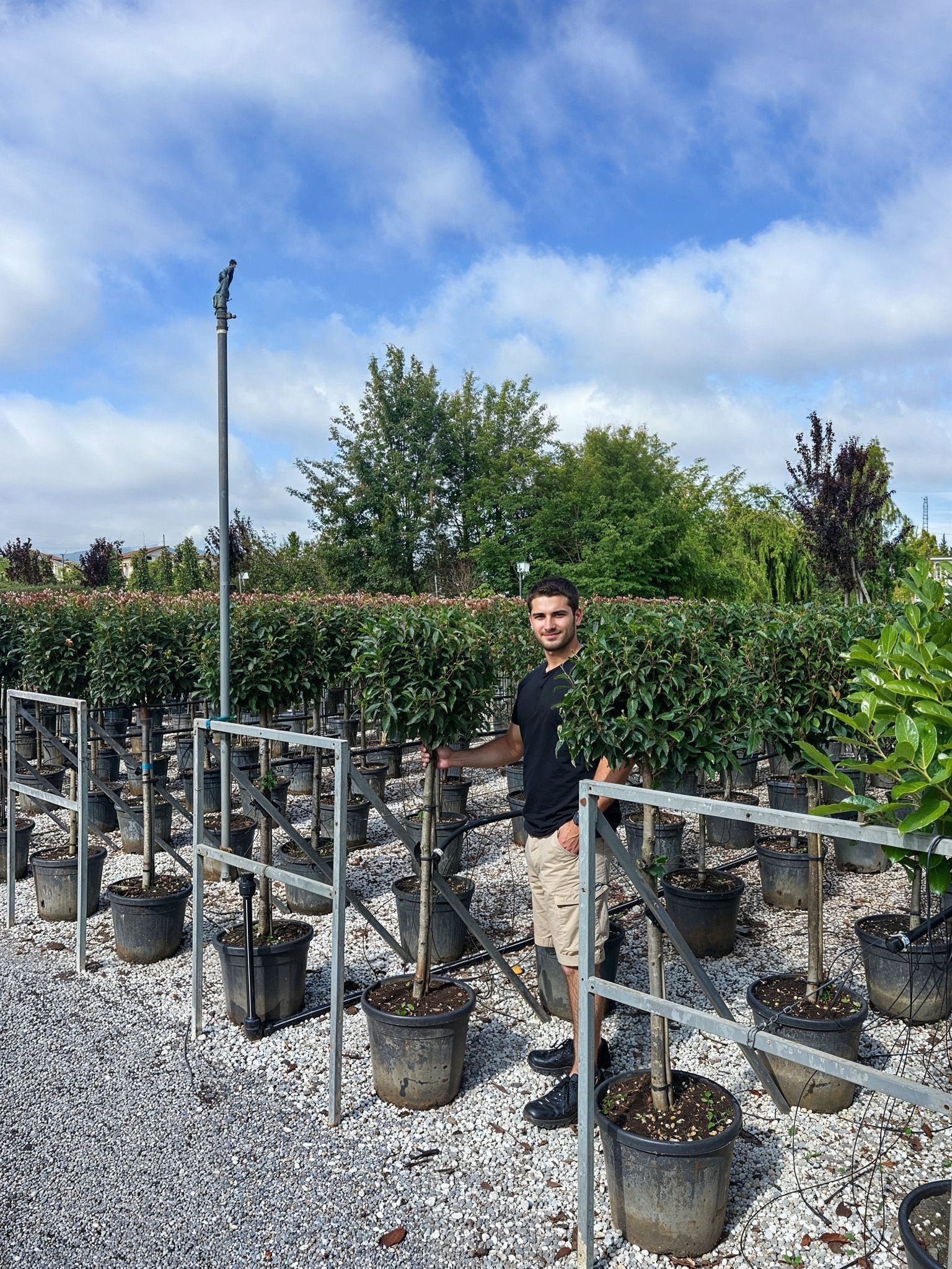 Rows of Prunus lusitanica (Portuguese laurel) lollipop standards in a commercial nursery, showcasing dense evergreen topiary with ball-topped forms on single stems, demonstrating Portuguese laurel hedge detail alternatives for architectural topiary plants and formal entrance symmetry.