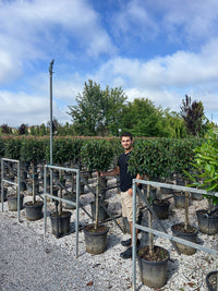 Nursery · A team member stands among nursery rows of Portuguese laurel standards, holding one stem for scale.