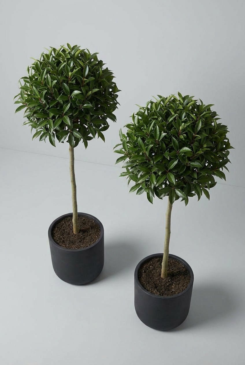 Diagonal studio view of a matching pair of Portuguese laurel (Prunus lusitanica) lollipop topiary trees, showcasing dense, rounded evergreen canopies with glossy dark green foliage, trained on tall clear stems and planted in matte black cylindrical pots against a soft light grey background.