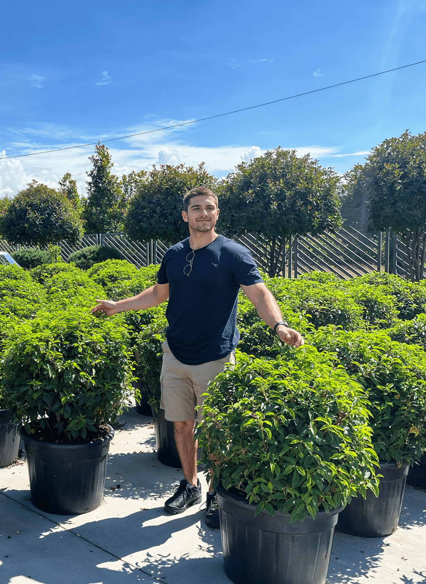 Portuguese laurel topiary spheres growing in pots at nursery, photographed with person for scale.